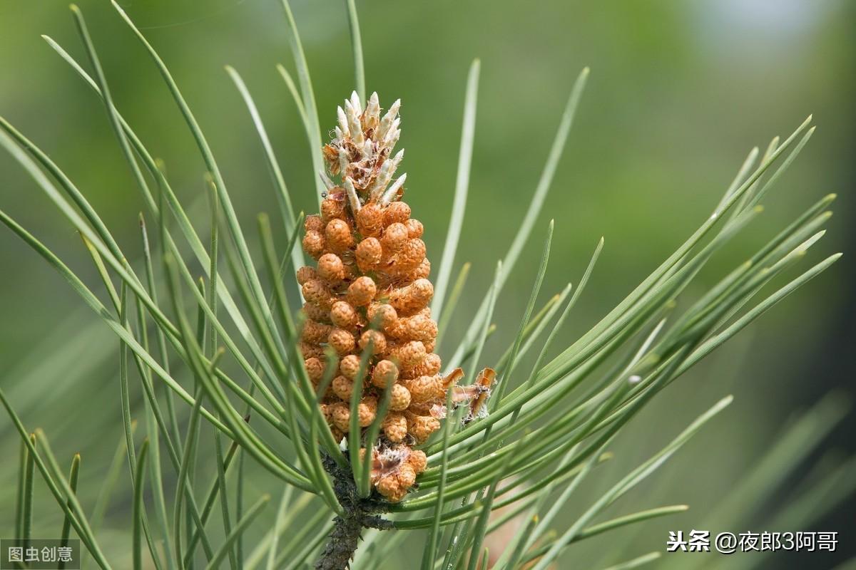 松花粉的价格表,综合性计划评估_专业版89.97.23