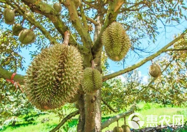 甲伦榴莲什么时候上市,全面分析解释定义_FHD82.54.89