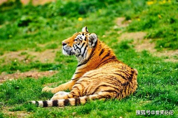 4虎最新地址,具体操作步骤指导_完整版30.57.93
